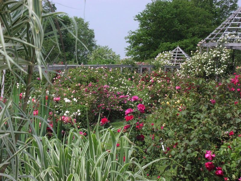 Comment obtenir du compost - La Roseraie du Désert - Rosiers, Pépinière  Plantes et Fleurs